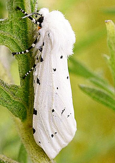 White moth - pest in the garden