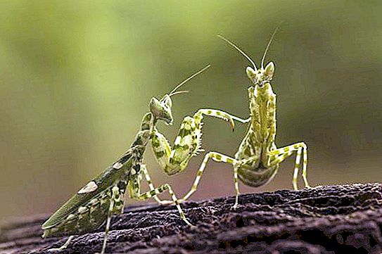 Särskilda ritualer som ber mantis: parning på gränsen till liv och död