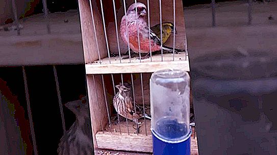 سوق الطيور في تشيليابينسك: على تمييزه وعدم مبالاة الإنسان وعلى السلع المتاحة