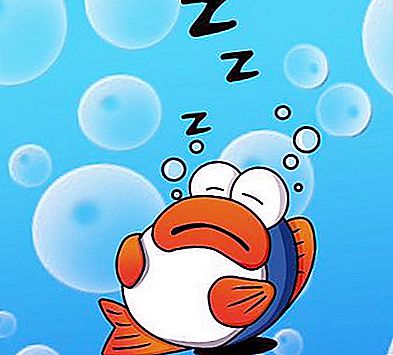 Fiskene sover, de er slitne. Hvordan sover fisk?
