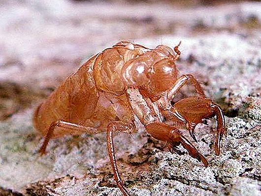 Quantos departamentos do corpo são insetos: estrutura externa