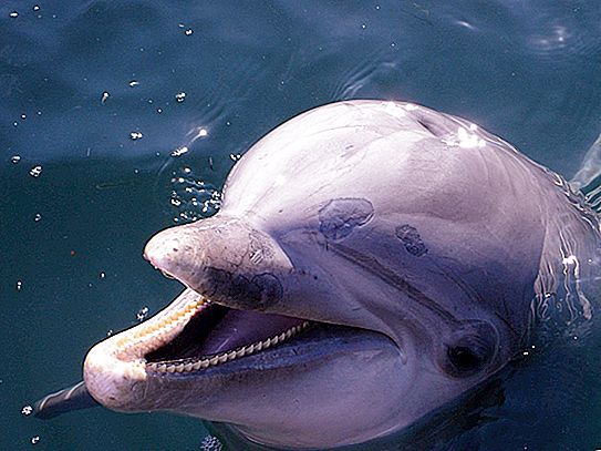 Útoky delfínov na ľudí
