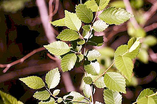Squat Elm: opis rastlin