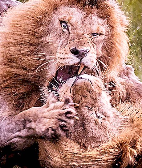 Spændende fotos, der afslører fylden af ​​kampen mellem to løver: vi giver også kommentarer fra forfatteren til billederne