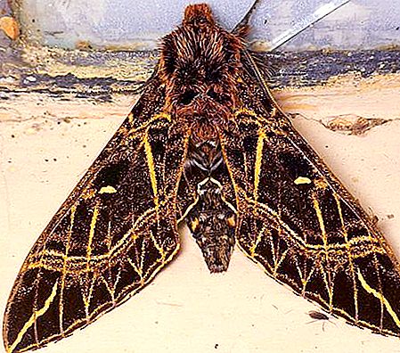 Brazhniki-vlinders - een bedreigd wonder onder insecten