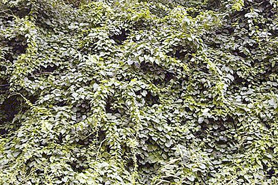 Klešče z okroglim listjem za rezanje lesa: gojenje in nega