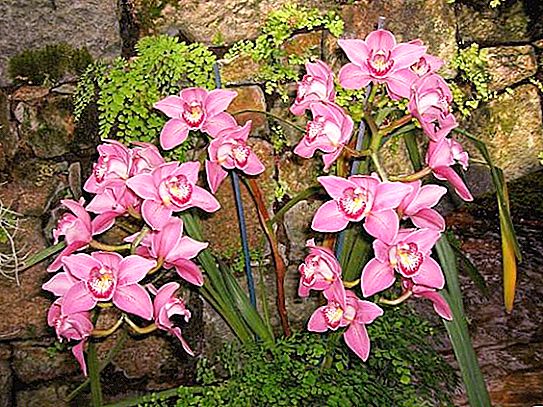 Onde as orquídeas crescem? Orquídeas em estado selvagem