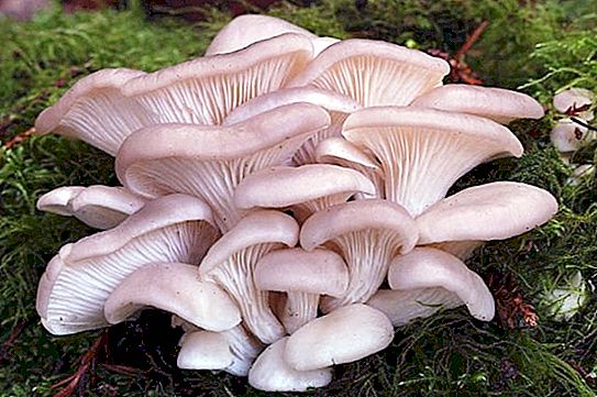 Where do oyster mushrooms grow and what is their value?