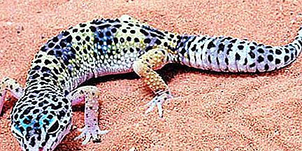 En gekko er En gekko-øgle: stell, fôring, vedlikehold