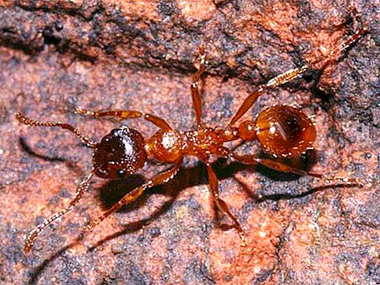 Hormigas forestales: tipos, descripción, beneficios y daños.