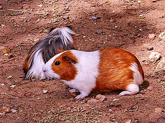 Guinea Porcs en estat salvatge: estil de vida, comportament i hàbitat
