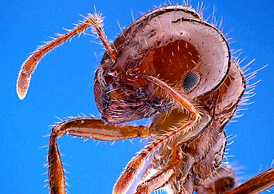Vatreni mravi: opis i fotografija