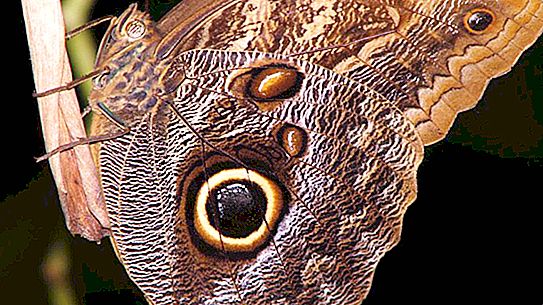 Ang pinaka-lason na butterfly sa buong mundo