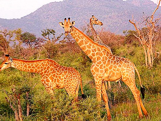 Den største reserven i Afrika. 10 beste nasjonalparker og reservater i Afrika
