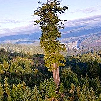 Най-високото дърво в света - гигантският Хиперион