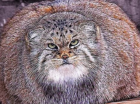 草原猫手册：照片和描述