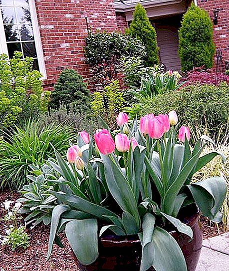 Potted tulip: how to care for it? How to plant and water a plant?