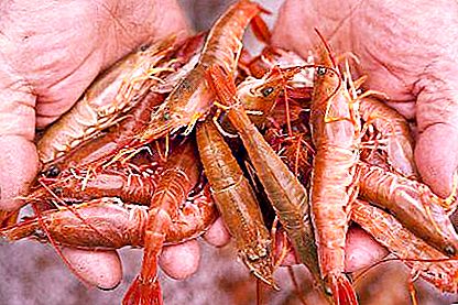 Tailed Shrimp: description, interesting facts, value for humans
