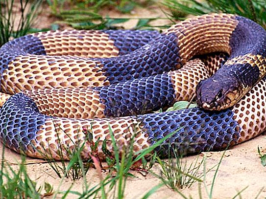 Snake krait: popis, lokalita, životný štýl, výživa, fotografia