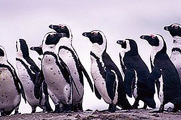 Afriški pingvini: značilnosti zunanje strukture in obnašanja