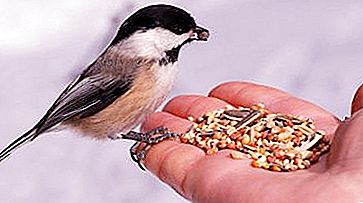 Comment nourrir les oiseaux en hiver. Comment nourrir les oiseaux des rues en hiver