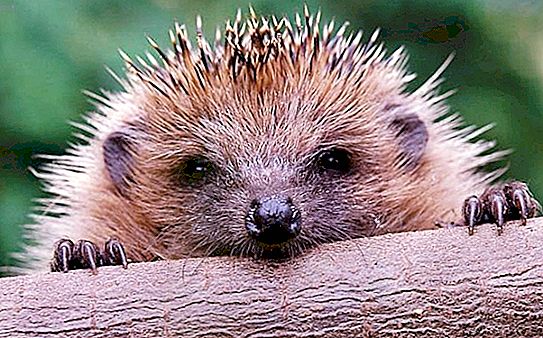 What does a hedgehog eat? Discover the secret