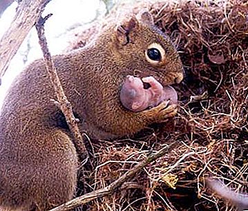 What indicates squirrel woody lifestyle? Structural features