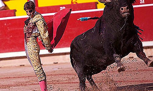 Touro espanhol: descrição, dimensões, peso, foto. Touradas: tradições, características, etapas e regras da tourada