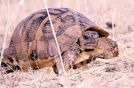 Bagaimana untuk menentukan umur kura-kura tanah? Dua cara mudah