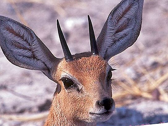 Dwarf Antelope - Isang Hayop na Bumubuo ng Mga Salag