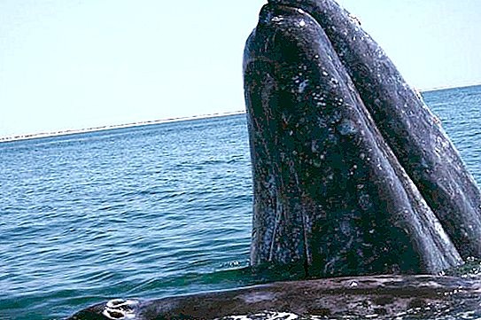 Γκρίζα φάλαινα: ενδιαφέροντα γεγονότα