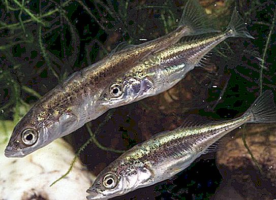 Stekelbaars - drie-naalds vis (foto)