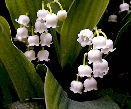 Lilies of the valley: are these flowers poisonous?