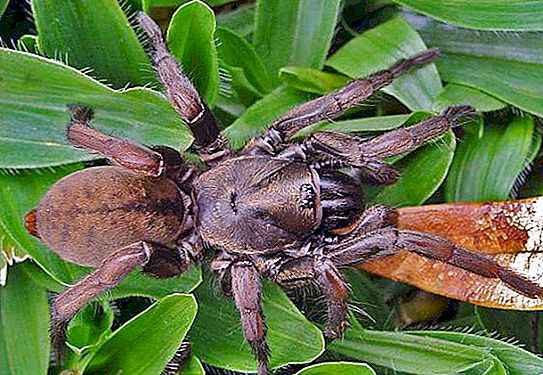 मेगालोमॉर्फिक मकड़ियों: प्रकार और विशेषताएं