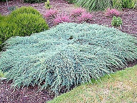 Catifa blava de ginebre: arbust ornamental de coníferes