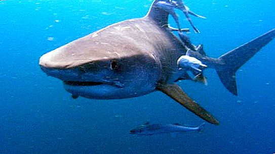 Los tiburones atacan a los humanos: mitos y realidad