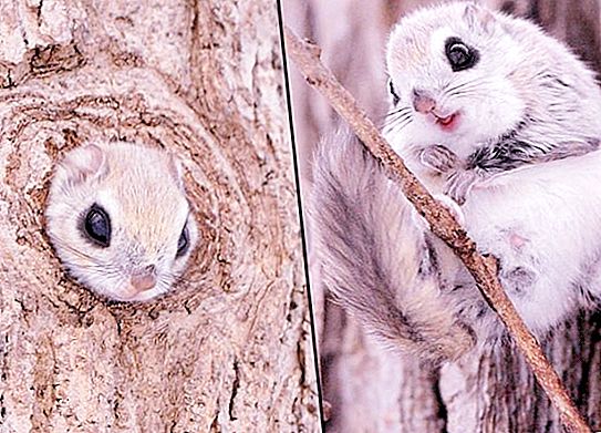 Ordinary flying squirrel: description and photo. Who is flying squirrel?