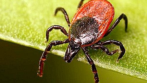 Tick ​​activity period by months