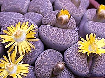 "Živé kamene" - kvety, ktoré môžu prekvapiť