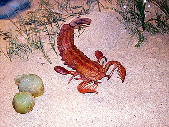 Įdomiausi faktai apie skorpionus