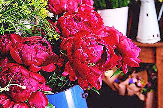 The most beautiful bouquets of peonies: description, interesting ideas and recommendations