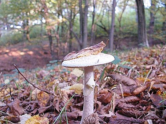 The most poisonous mushroom: photo and description