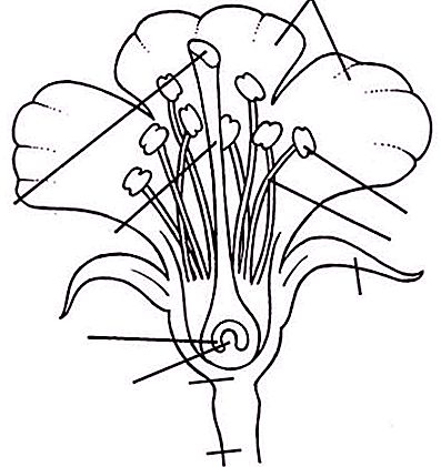 Shēma zieda struktūru. Divdzimumu un divvientulību ziedi