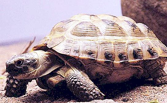 Kura-kura Asia Tengah: penjagaan, makanan, ciri dan kandungan
