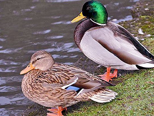鸭和鸭是一种物种的代表。 如何区分它们