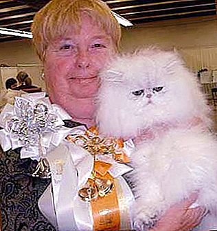 Cat show in Moscow: timetable. International Cat Show in Moscow