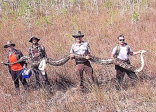 फ्लोरिडा में एक विशाल अजगर पकड़ा गया है। 5-मीटर विशाल रखने के लिए, यह 4 लोगों को ले गया (फोटो)