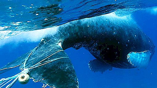 Door de opwarming van de aarde raken steeds meer walvissen verstrikt in visnetten