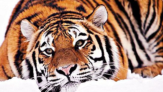 Amur tiger: ενδιαφέροντα γεγονότα για το ζώο