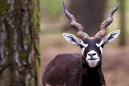 How horned animals differ: a review of the horns